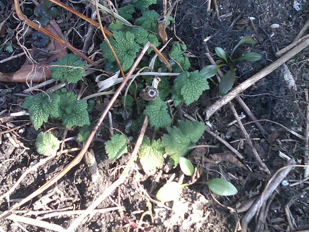 motherwort