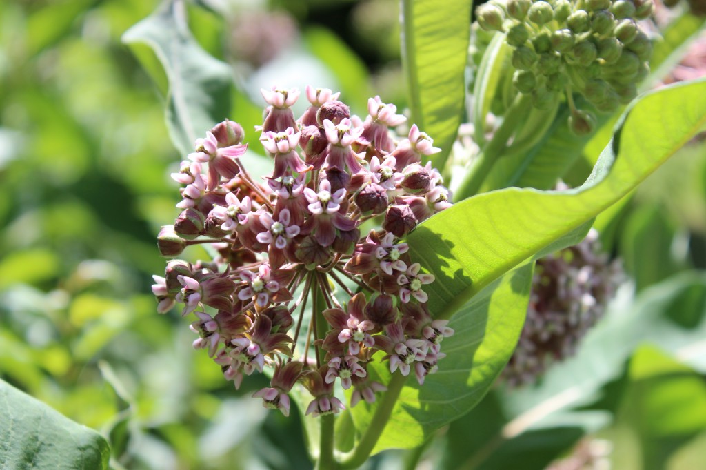 Milkweed