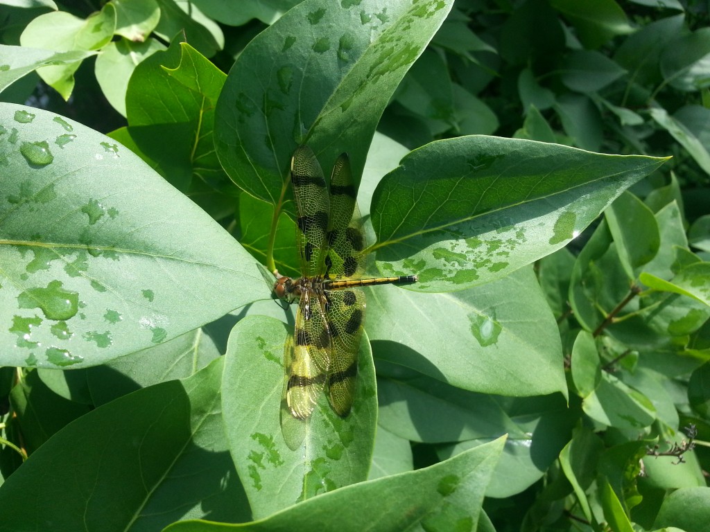 Golden Dragonfly