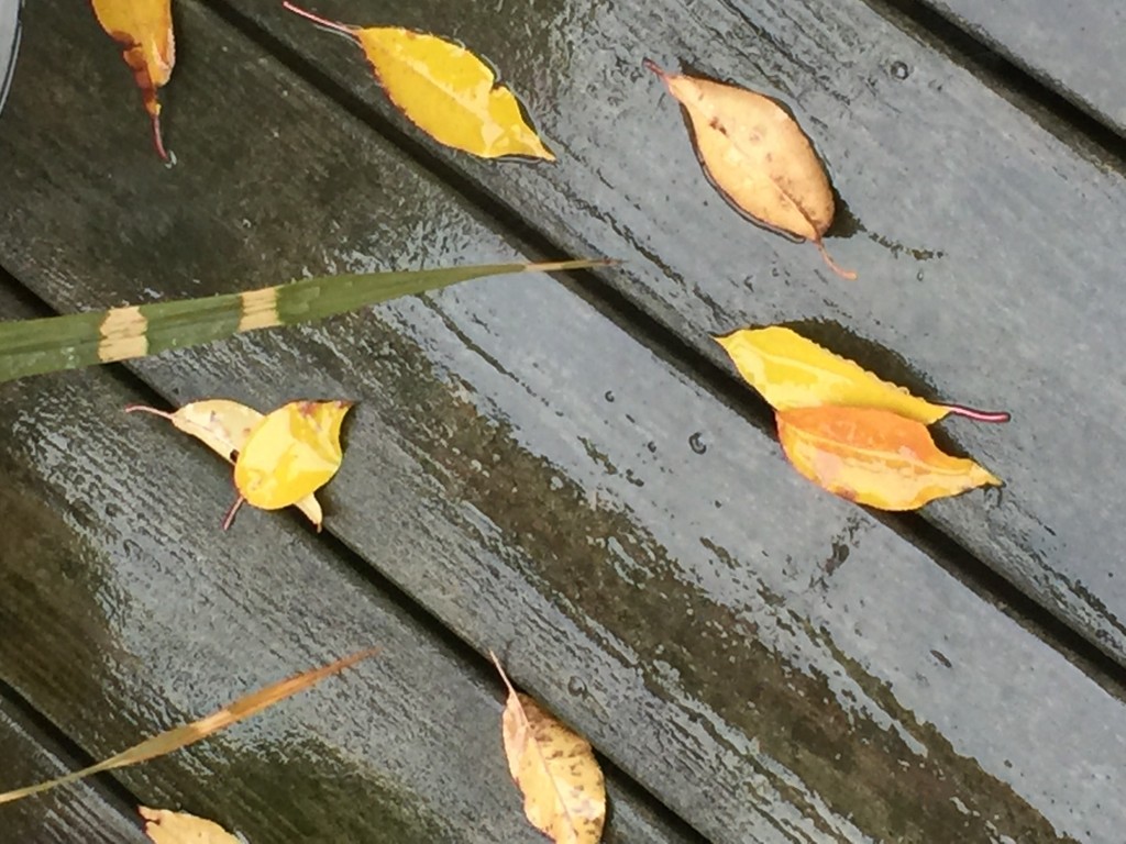 Rainy leaves